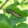 Monarch caterpillar preparing to 'J'