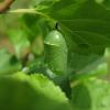 Monarch chrysalis fully formed