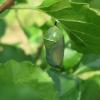 Monarch chrysalis maturing