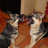 Sibling Rivalry