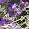 Purple Sage Visitor