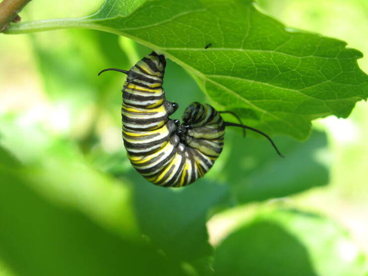 Monarch caterpillar in 'J' position