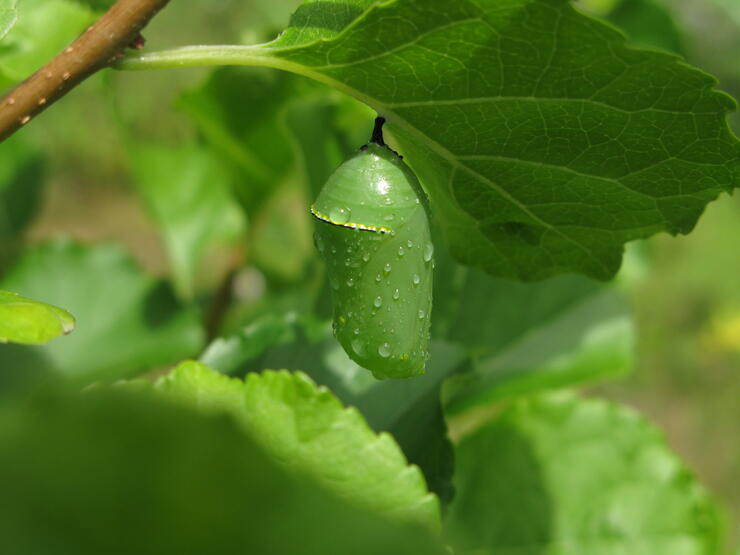Monarch chrysalis fully formed