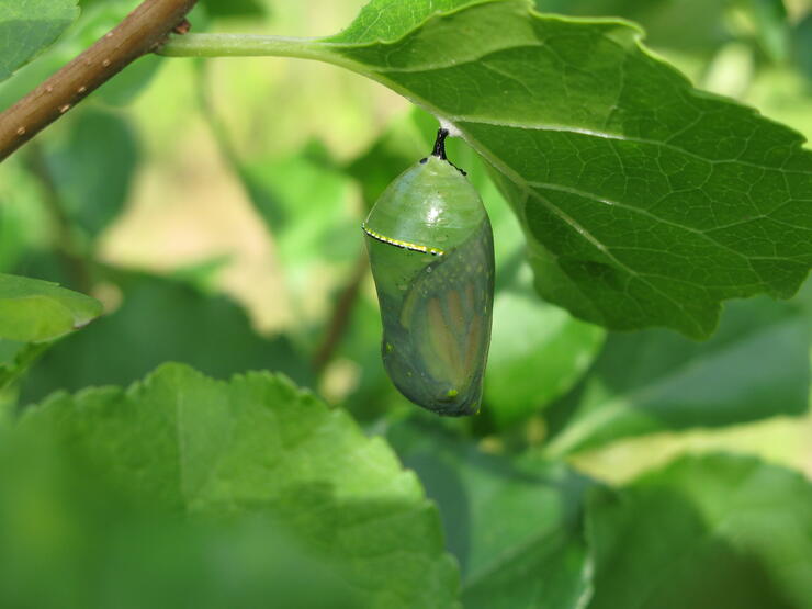 Monarch chrysalis maturing
