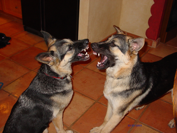 Sibling Rivalry