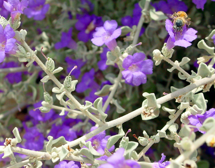 Purple Sage Visitor